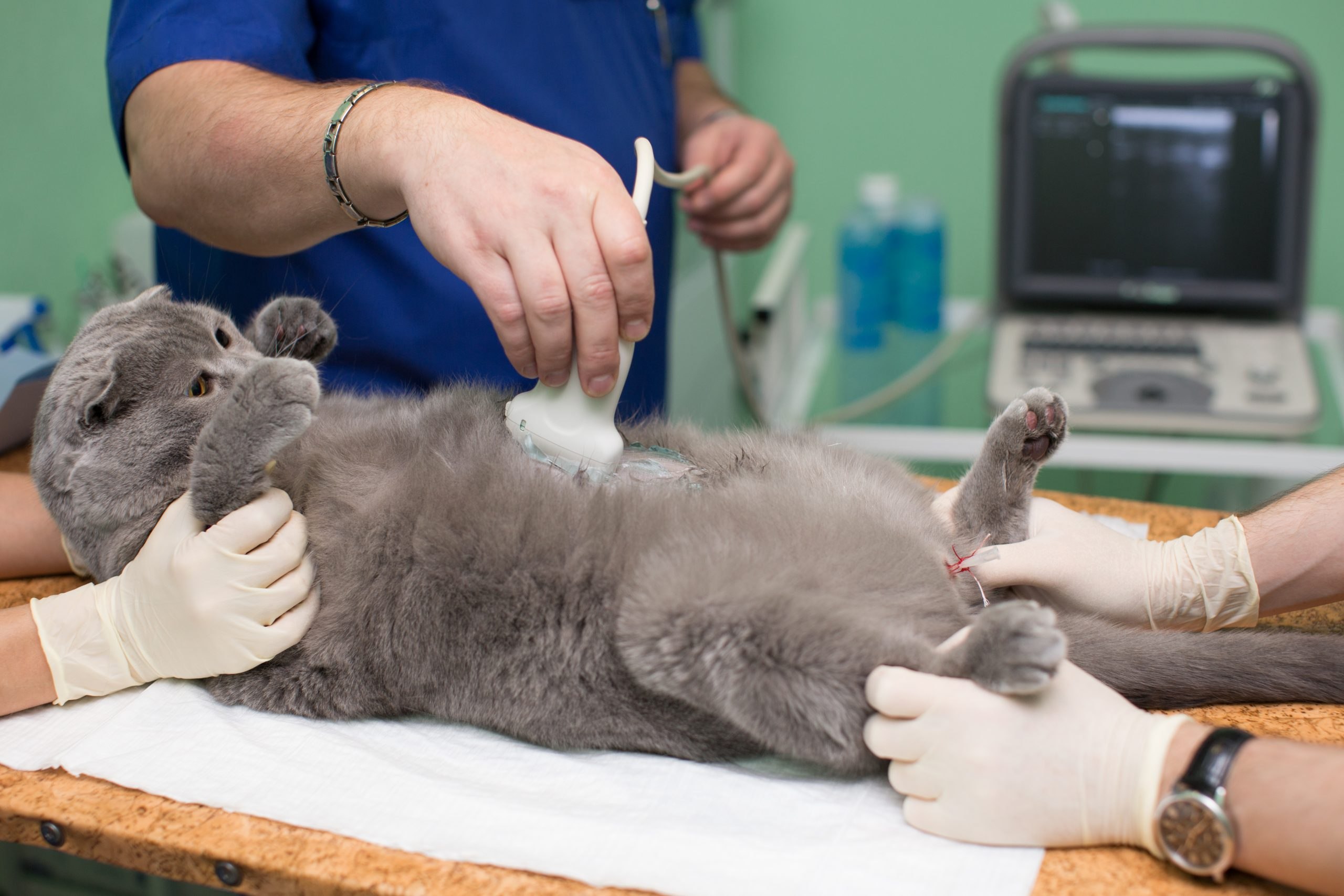 Кастрация кота