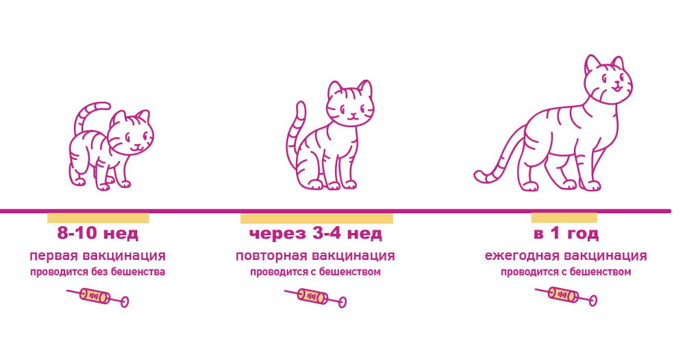 прививки кошкам